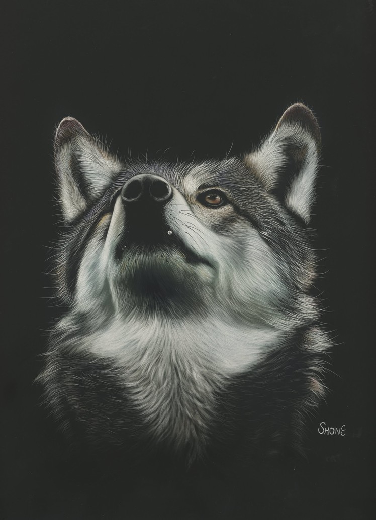 Time lapse video of a wolf scratchboard.