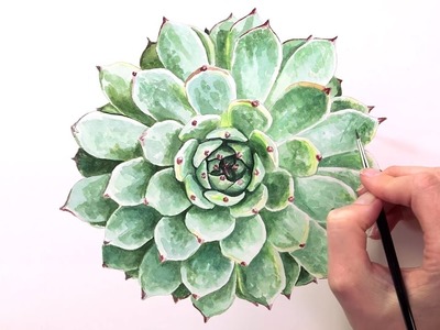 How to paint succulent leaves in watercolor