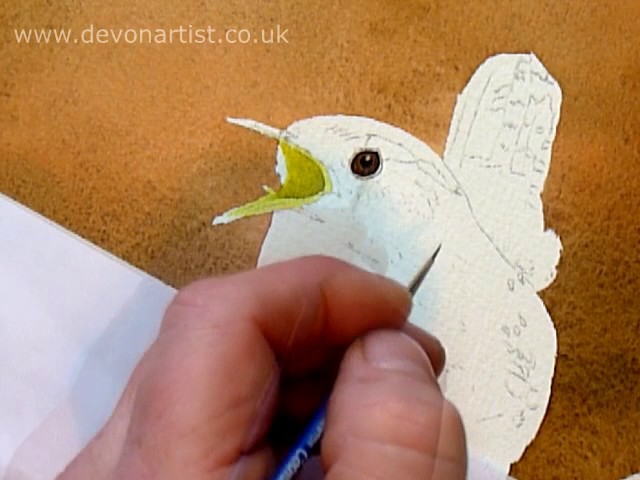 Wren Eye Bird Watercolour Painting Lesson- How to paint a birds eye
