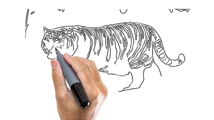 How To Draw a Tiger   Tiger Drawing Easy Tutorial 2016
