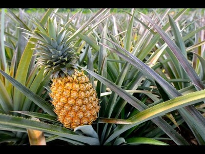 How To Grow Pineapples | How Do they do it