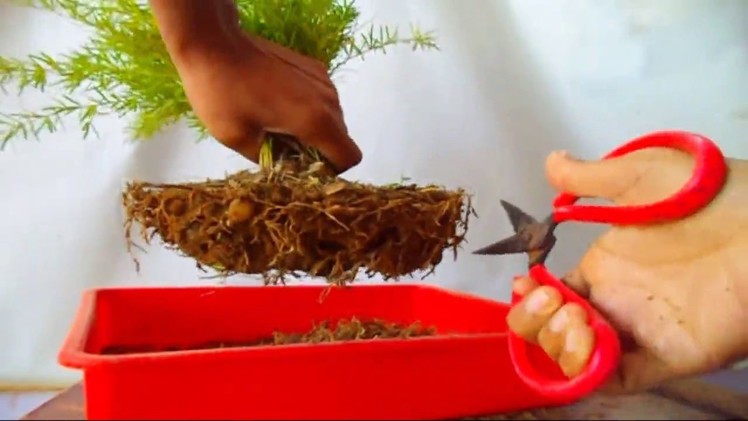 How to Grow Sprengeri Asparagus In Hanging Pot. Repotting. Care & Tips. Mammal Bonsai
