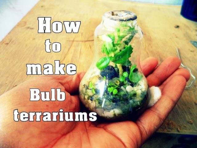 How to Make Bulb Terrarium With Update | Grow Succulent Plant In Light Bulb. Mammal Bonsai
