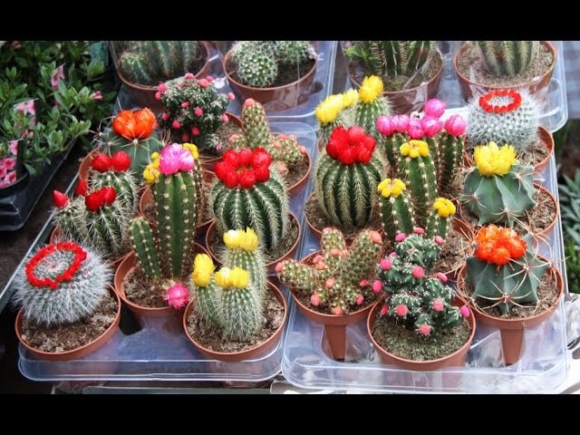 How to sow cactus seeds
