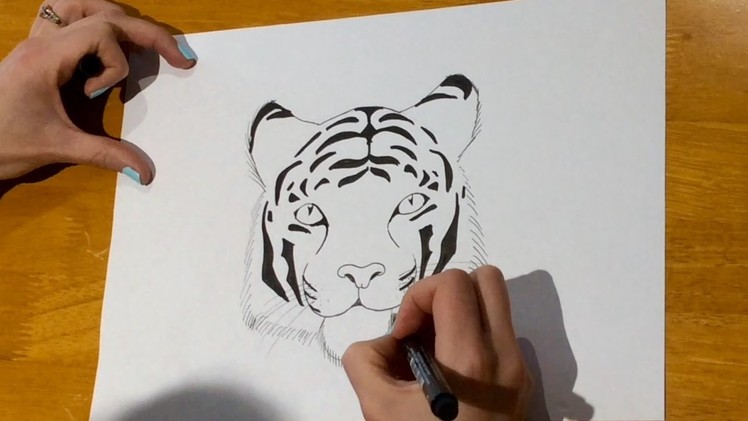 Beginners - How to draw a tiger
