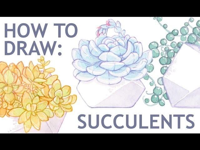 How to draw succulent "Echeveria Lauii" || Watercolor timelapse || Part 1