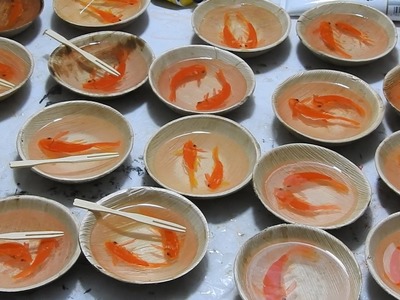 DIY goldfish snacks by Gerardo Chierchia
