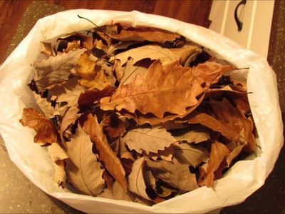 DIY: Leaf Litter for Vivariums