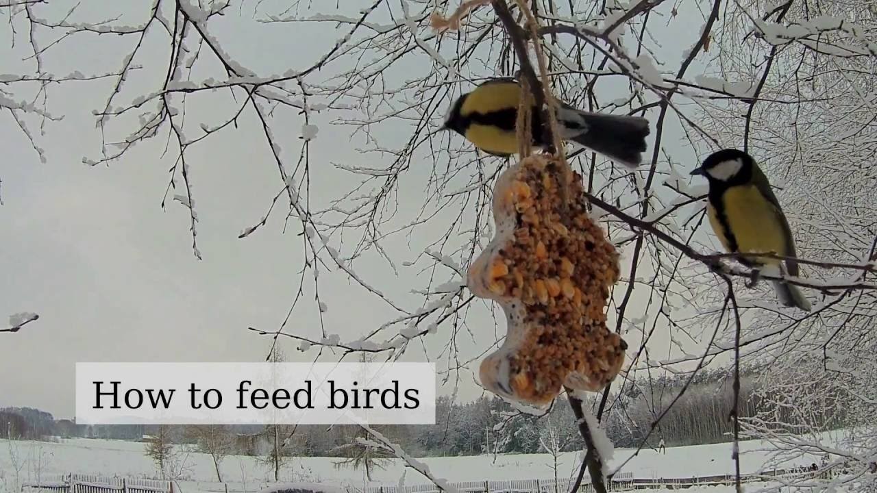 How to feed a birds in winter (nutritious, fat, seed - DIY bird feeder)