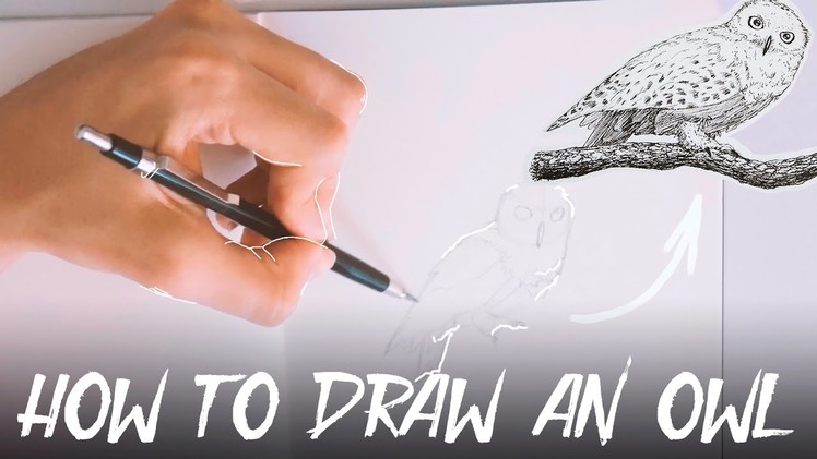 How To Draw a Hedwig Owl (from Harry Potter) | Tutorial