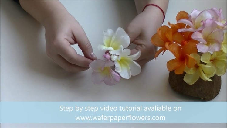 Wafer Paper Flower Frangipani with Petya Shmarova Trailer