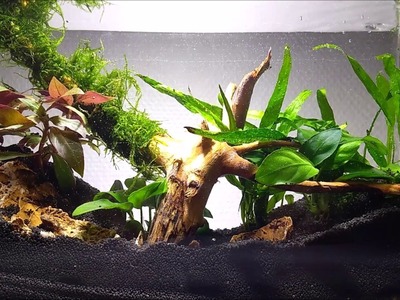 DIY nano planted aquarium from Ikea REKTANGEL