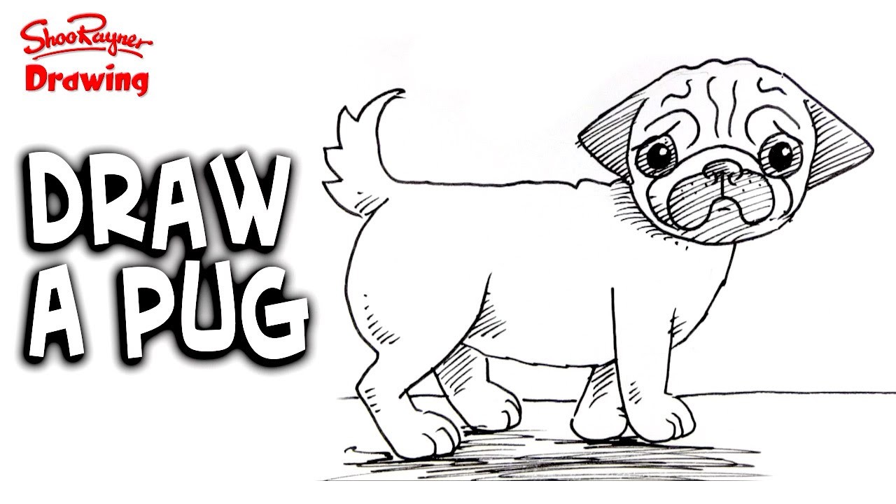 How to draw a pug Easy stepbystep for beginners