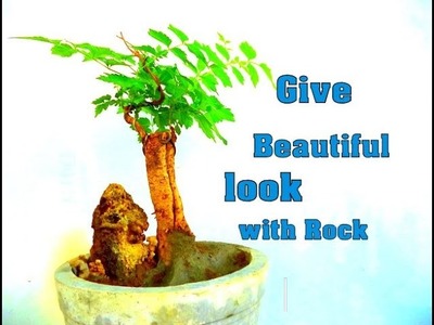 How to Bonsai - Give a Beautiful look with Rock || Trumpet Creeper