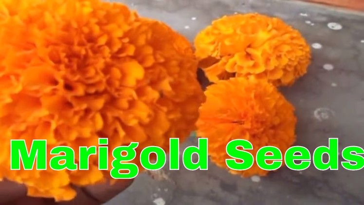गेंदे के बीज कैसे एकत्रित करे. How to collect marigold seeds. Mammal Bonsai
