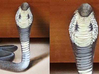 3D Snake Drawing - Manoj Bathula