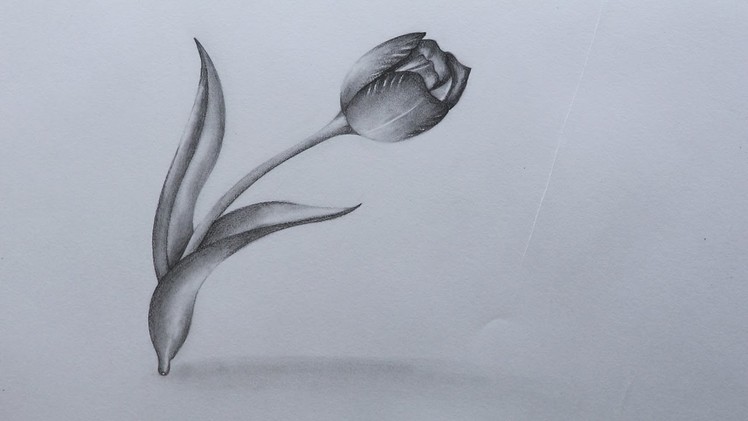 How to Sketch a Tulip flower