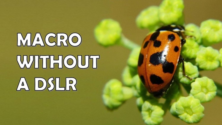 How to take macro photos without a DSLR (cheap, simple, no jargon)