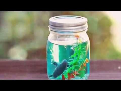 DIY Mason Jar Aquarium