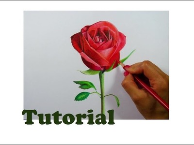 Cómo dibujar una rosa | How to draw a rose