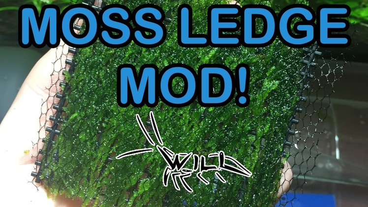 Moss Ledge Modification! || Optimize your moss propagation with this CHEAP DIY!