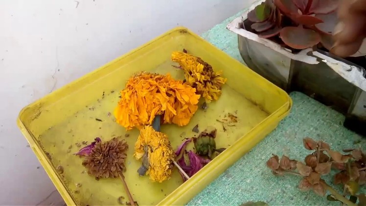 How to collect seeds of different flowers plants and preserve it in (Hindi and Urdu)