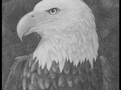 How to Draw a Bald Eagle Head With Pencil - Narrated