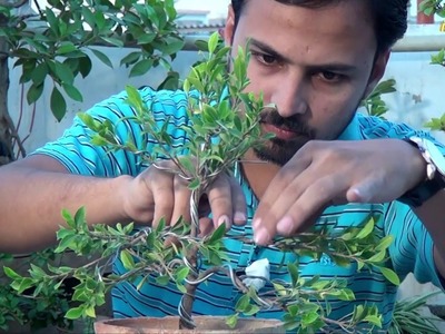How to make Ficus Bonsai (Bonsai # 2)