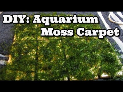 DIY Moss Carpet Aquarium - Java Moss