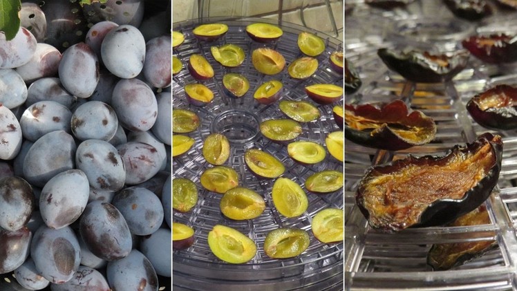 How to Make Dried Plums in a Food Dehydrator - A Quick Tutorial with Easy-to-follow Steps