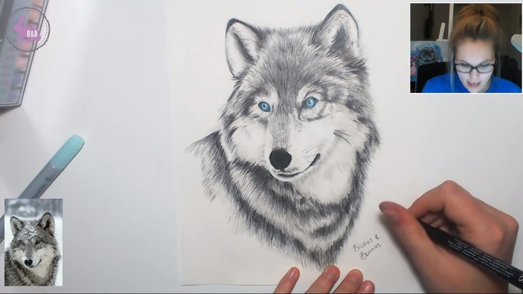 Drawing a Winter Wolf (Pencil Crayons & Markers) Part 2