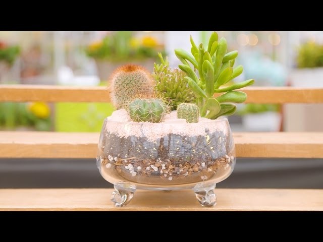 DIY Cactus Bowl