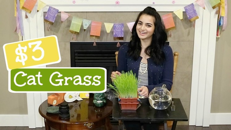 DIY- How to grow cheap and healthy | CAT GRASS | Honey