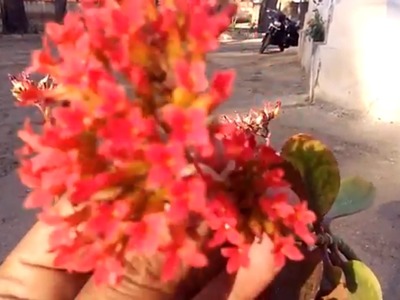 How to Grow propagate Kalanchoe Plant | Care of Kalanchoe | Flowering Plants