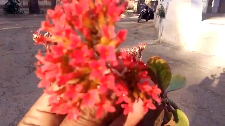 How to Grow propagate Kalanchoe Plant | Care of Kalanchoe | Flowering Plants