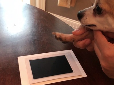 HOW TO MAKE A PAW PRINT PHOTO KEEPSAKE OF YOUR DOG