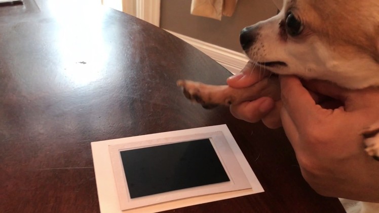 HOW TO MAKE A PAW PRINT PHOTO KEEPSAKE OF YOUR DOG