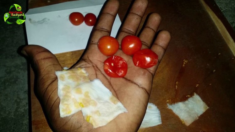 How To Save Cherry Tomato Seeds || Agrosuede ✔