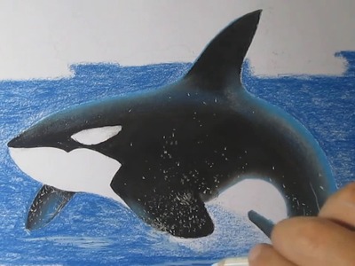 How to Draw a Killer Whale Easy with Charcoal and Pastels Step by Step