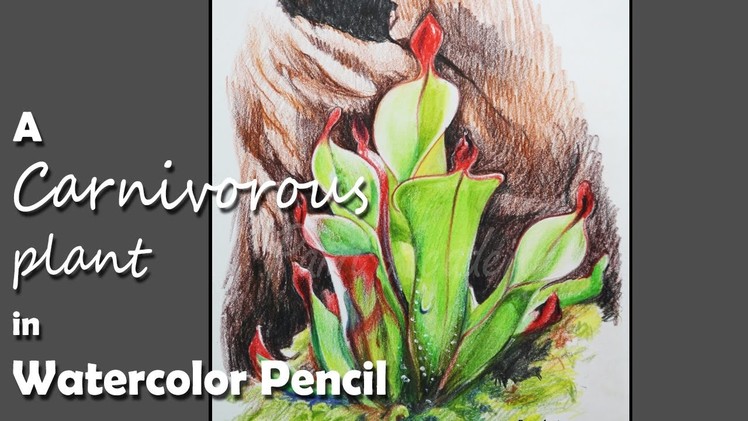 How to Draw a carnivorous plant in Watercolor Pencil