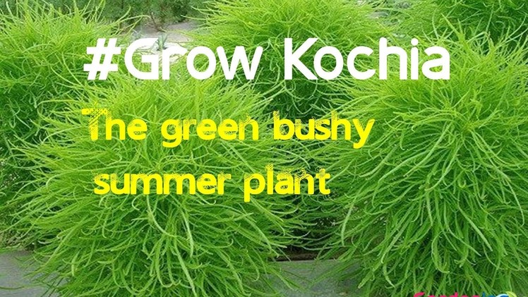 How to grow kochia burning bush  | ornamental kochia scoparia grass  (hindi)