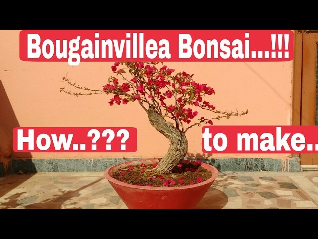 How to make Bougainvillea Bonsai, Bougainvillea Bonsai care