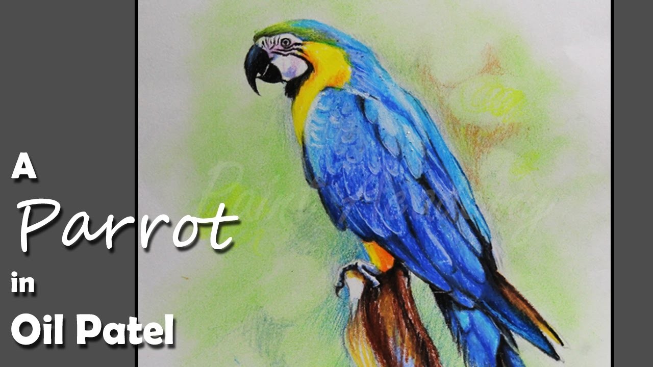 How to Paint A Parrot in Oil Pastel