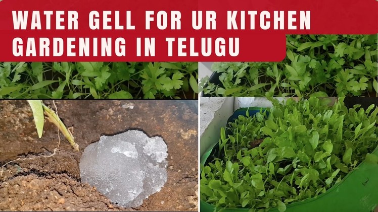 Water gel for Kitchen Gardening in Telugu| how to use water gel or hyrdogel for gardening