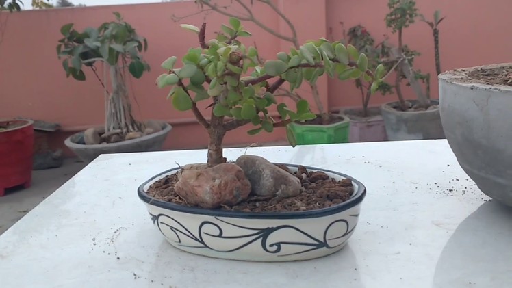 How to make a mini bonsai of jade plant , jade plant Mini Bonsai tree