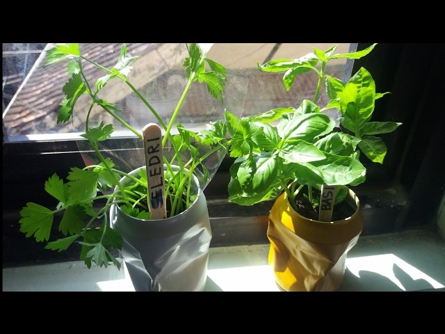 How to Make an Indoor Herb Garden from Cola Can [ Cara membuat Indoor garden dari kaleng]