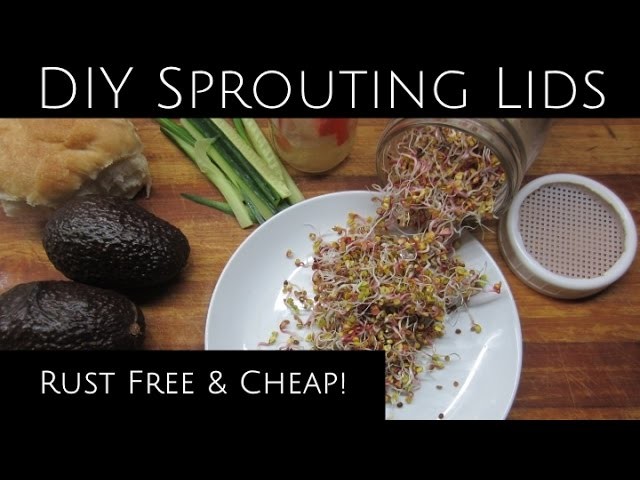Sprouting, Microgreens, & DIY Rust Free Lids for Pennies
