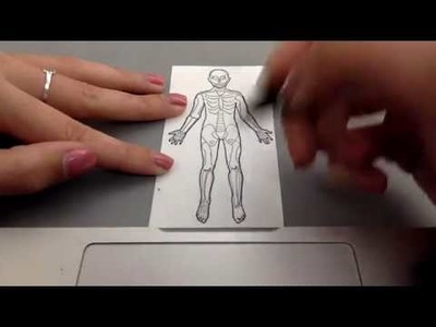 Easy Drawing of the Skeletal System