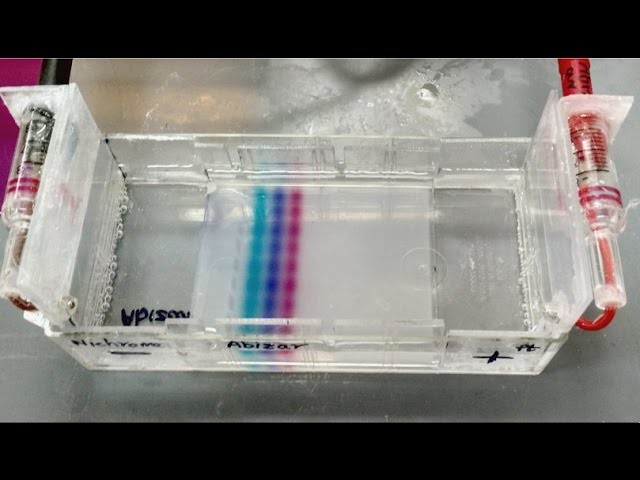 DIY Electrophoresis gel box