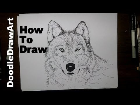 Drawing: How To Draw a Wolf Face Step by Step - Arctic Wolf (sketched) or Grey Wolf (painted)